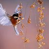 trn.th.kiu.oanh7979