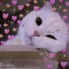 rose_tiktok69