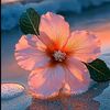loulou901324