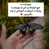 xapa_377