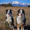 skyzthe1imit_dogs