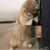 nfo.19