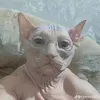 dumnykomuch
