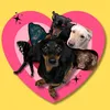 apatroaelospets