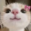 mia_45743927