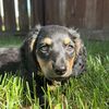 Bear The Wiener Dog | UGC
