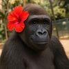 niathegorilla