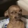 vic_hola7