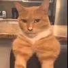 potaton29827