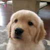 golden_caramelo