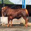 jaya.farm.02