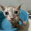 taolamango