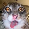 snaccattackkk_3.0