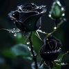 uniqueacount8