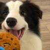 funny pet moment 888