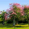 nawabzada_480