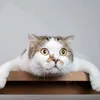catsabovehumans