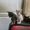 imar_469