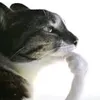 benjaespantaviejas