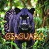 giaguarolegend