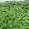 soildoctor_farmer
