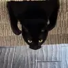 theblackcattoothless