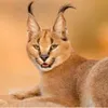 ferocious.caracal
