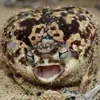 fwoggly4