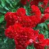 ismailhossain7086