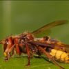 hornet17573