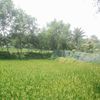 rakib.rakib9033