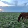 foote.family.farm
