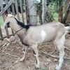 abral371