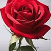 md.nadim41506