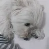 chiquolix