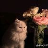 rawda.ahmed084