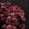 shreenrasheed