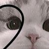 ali_dome1513