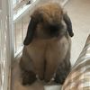 mochiluvrz✦