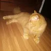 aniko_jane