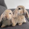 cinnabun_and_pancake