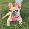itslunathefrenchie
