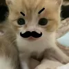 gacholibichamsotonggia_3