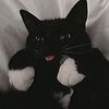 meow_muun