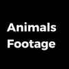 Animals Footage