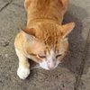 meawkaoo