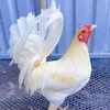 traigatuanperu65