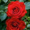 mahibur74