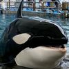 malia.orca
