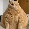 snazer00